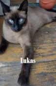 Lukas