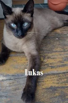 Gato raça Siamês idade 1 ano nome Lukas