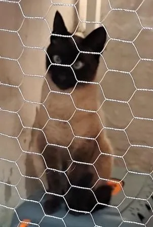 Gato raça Siamês idade 1 ano nome Lukas