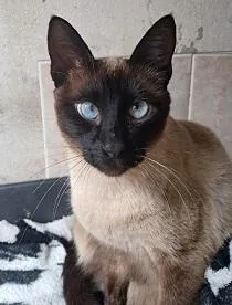 Gato raça Siamês idade 1 ano nome Lukas