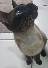 Gato raça Siamês idade 1 ano nome Lukas