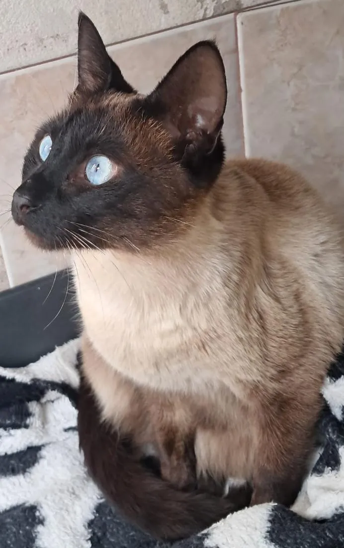 Gato raça Siamês idade 1 ano nome Lukas