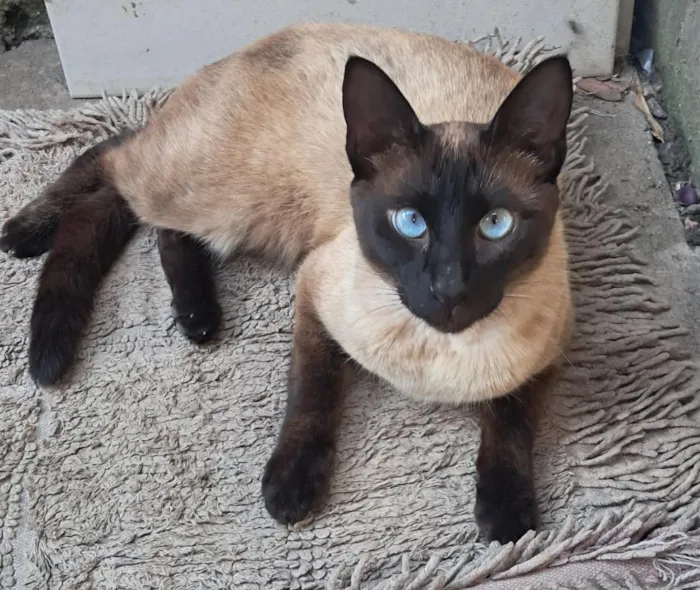 Gato raça Siamês idade 1 ano nome Lukas