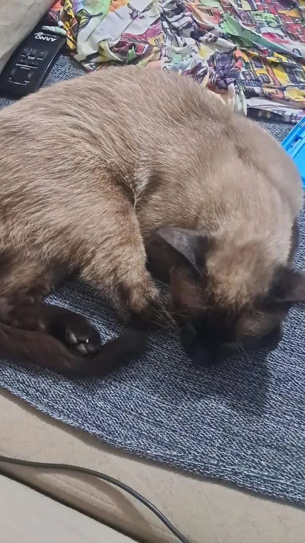 Gato raça Siamês idade 1 ano nome Lukas
