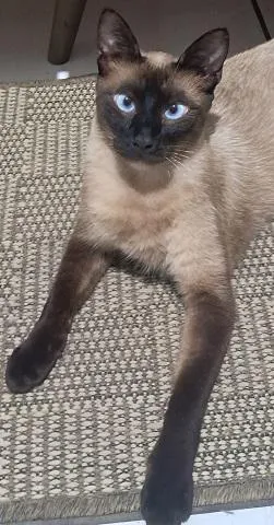Gato raça Siamês idade 1 ano nome Lukas