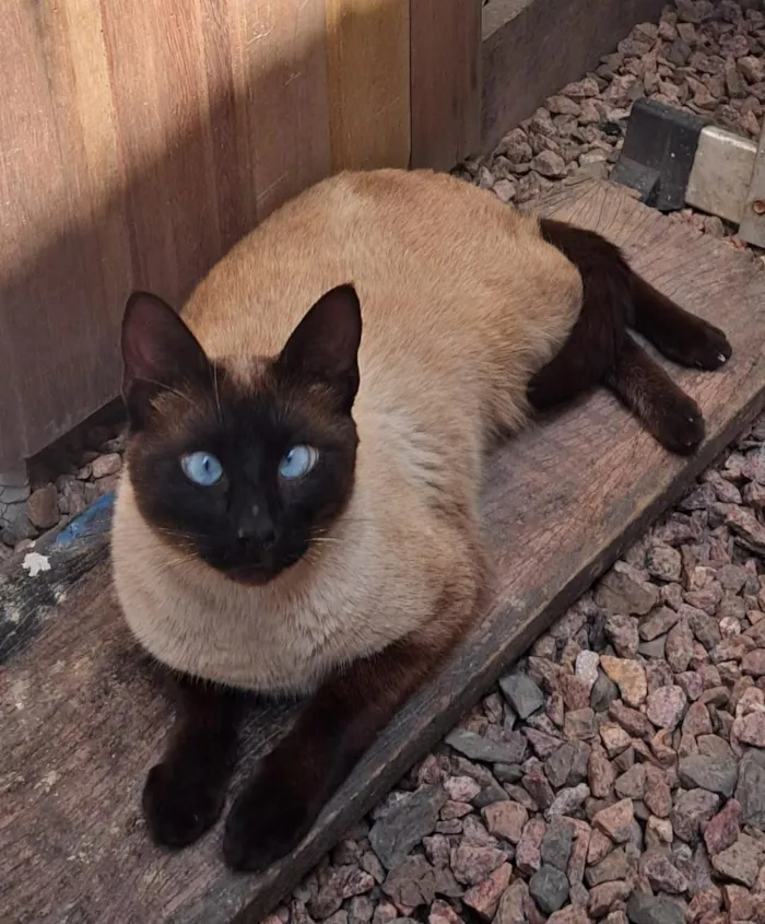 Gato raça Siamês idade 1 ano nome Lukas