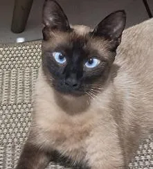 Gato raça Siamês idade 1 ano nome Lukas