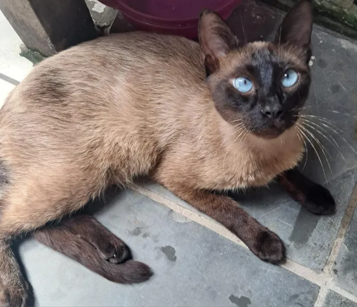Gato raça Siamês idade 1 ano nome Lukas