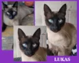 Lukas