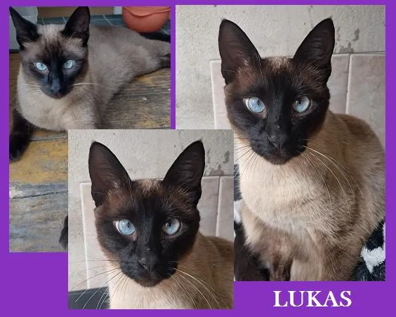 Gato raça Siamês idade 1 ano nome Lukas