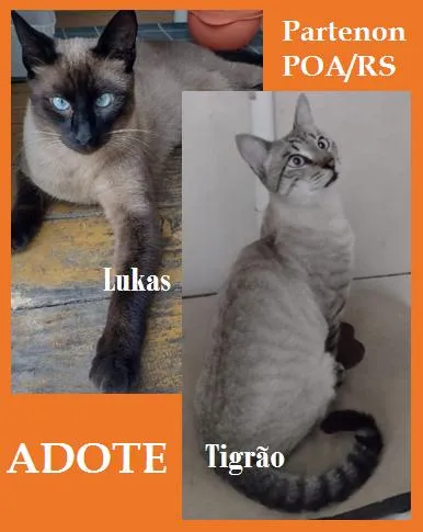 Gato raça Siamês idade 1 ano nome Lukas