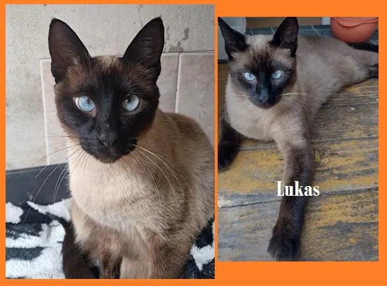 Gato raça Siamês idade 1 ano nome Lukas