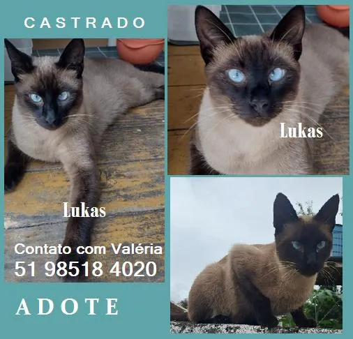 Gato raça Siamês idade 1 ano nome Lukas