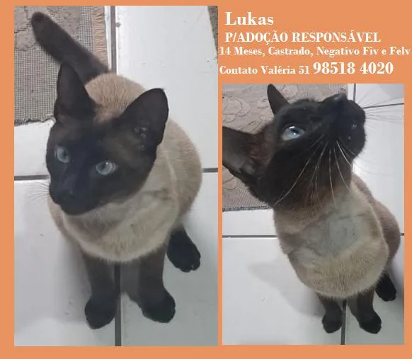 Gato raça Siamês idade 1 ano nome Lukas