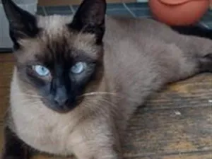 Gato raça Siamês idade 1 ano nome Lukas