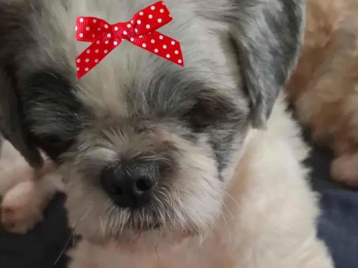 Cachorro raça Shitzu idade 1 ano nome Luna 