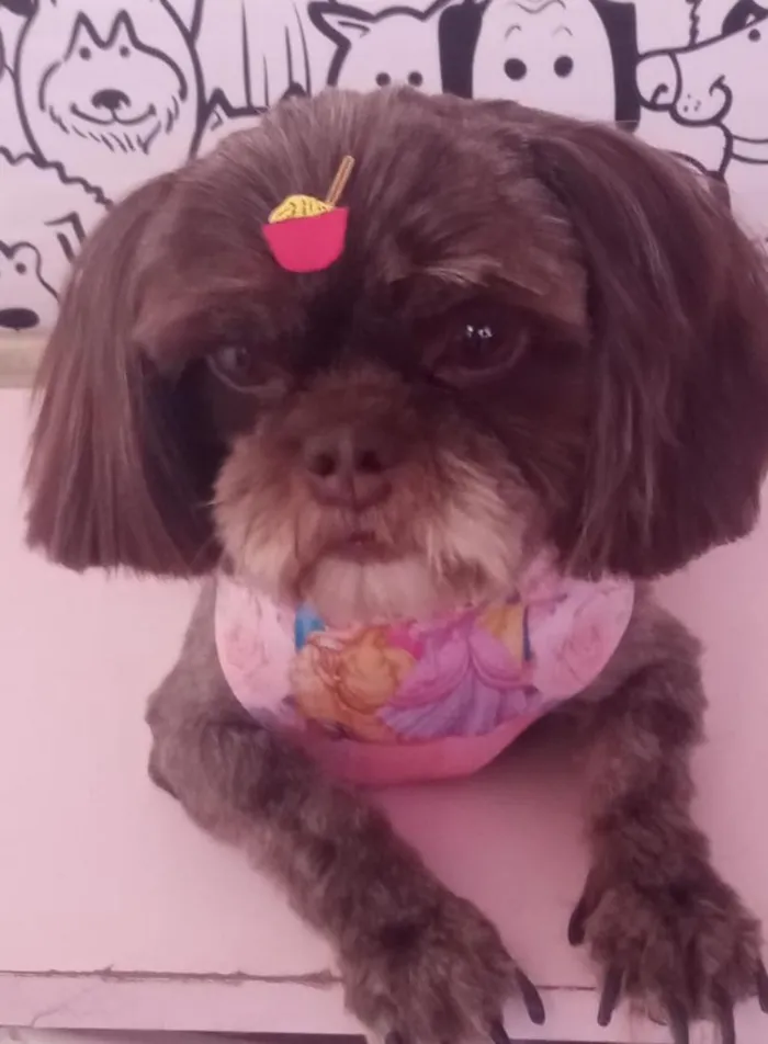 Cachorro raça Shitzu idade 4 anos nome Meg
