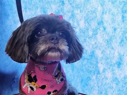 Cachorro raça Shitzu idade 4 anos nome Meg