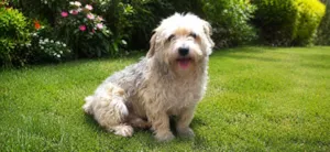 Cachorro raça Poodle idade 5 anos nome Thor