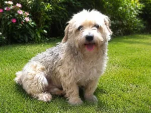 Cachorro raça Poodle idade 5 anos nome Thor