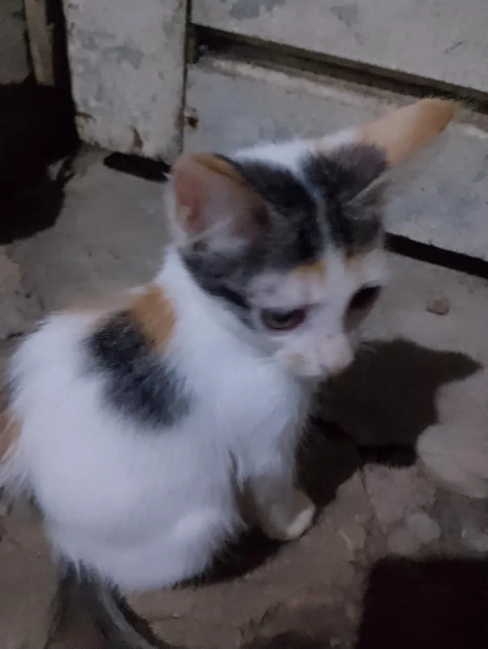 Gato raça SRD-ViraLata idade 2 a 6 meses nome sem nome 