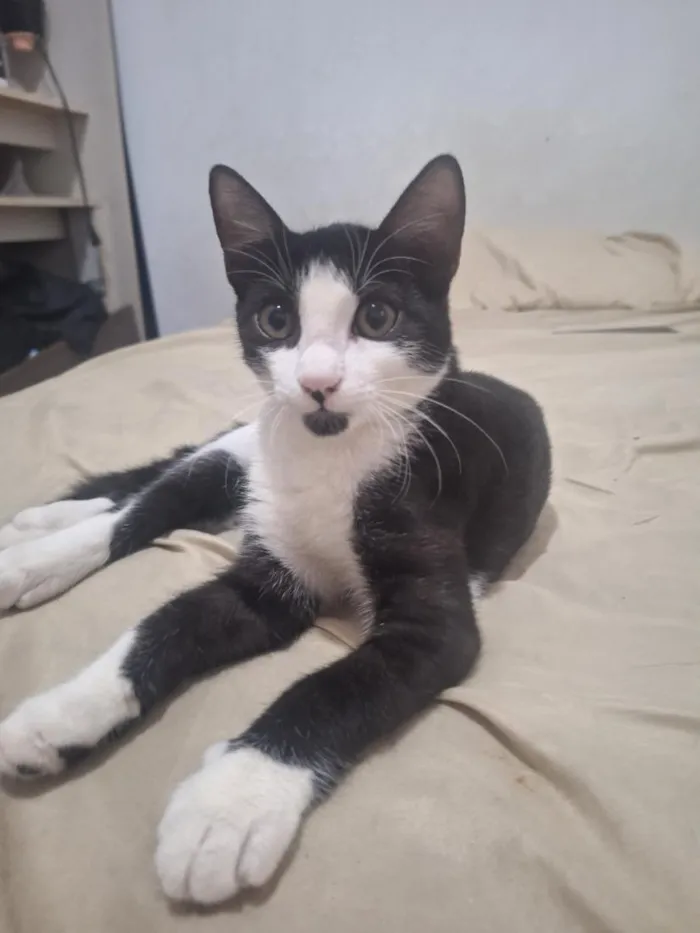 Gato raça SRD-ViraLata idade 2 a 6 meses nome Girassol