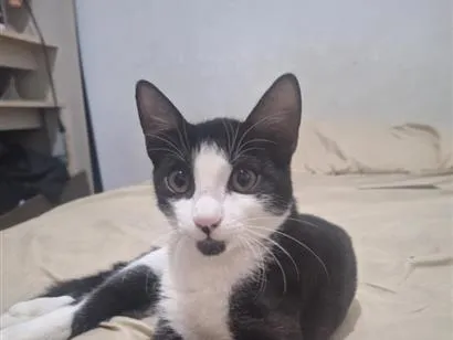 Gato raça SRD-ViraLata idade 2 a 6 meses nome Girassol