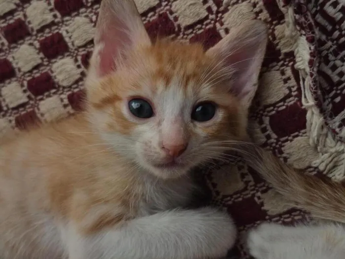 Gato raça SRD-ViraLata idade 2 a 6 meses nome nico(nicholas)