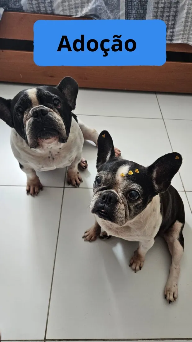 Cachorro raça SRD-ViraLata idade 6 ou mais anos nome Whisk e Donna