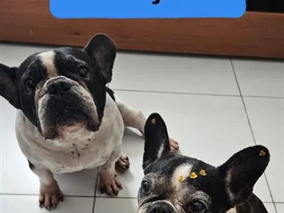 Cachorro raça SRD-ViraLata idade 6 ou mais anos nome Whisk e Donna