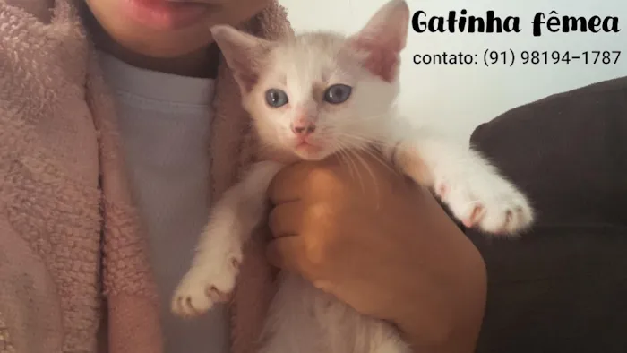 Gato raça SRD-ViraLata idade 2 a 6 meses nome pig 