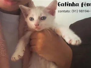Gato raça SRD-ViraLata idade 2 a 6 meses nome pig 