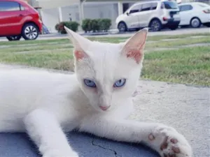 Gato raça SRD-ViraLata idade 1 ano nome bacuri