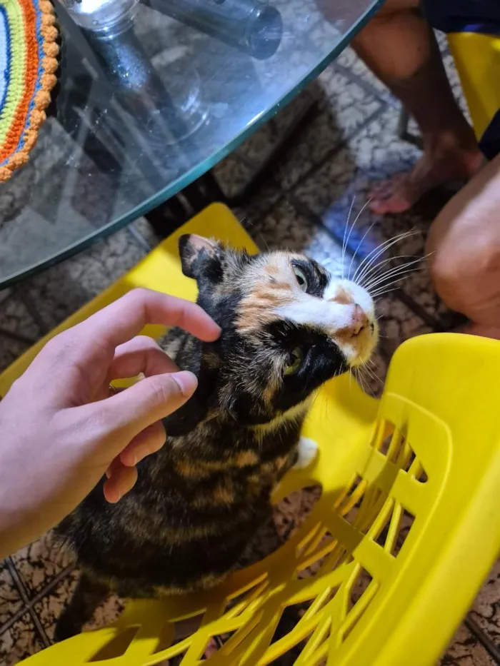 Gato raça SRD-ViraLata idade 3 anos nome LIVIA ALBUQUERQUE RODRIGUES