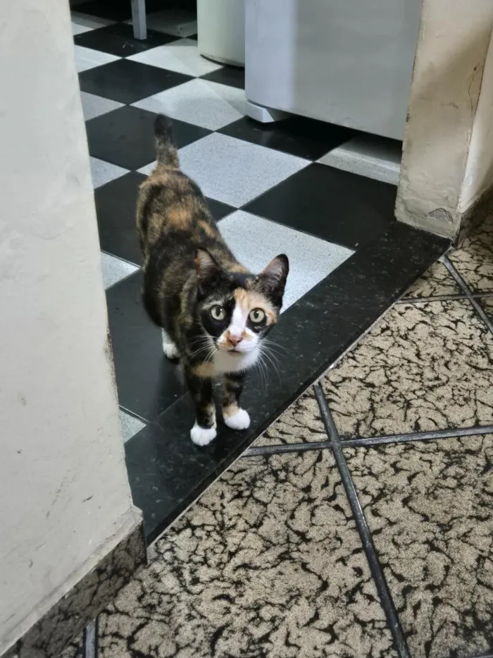 Gato raça SRD-ViraLata idade 3 anos nome LIVIA ALBUQUERQUE RODRIGUES