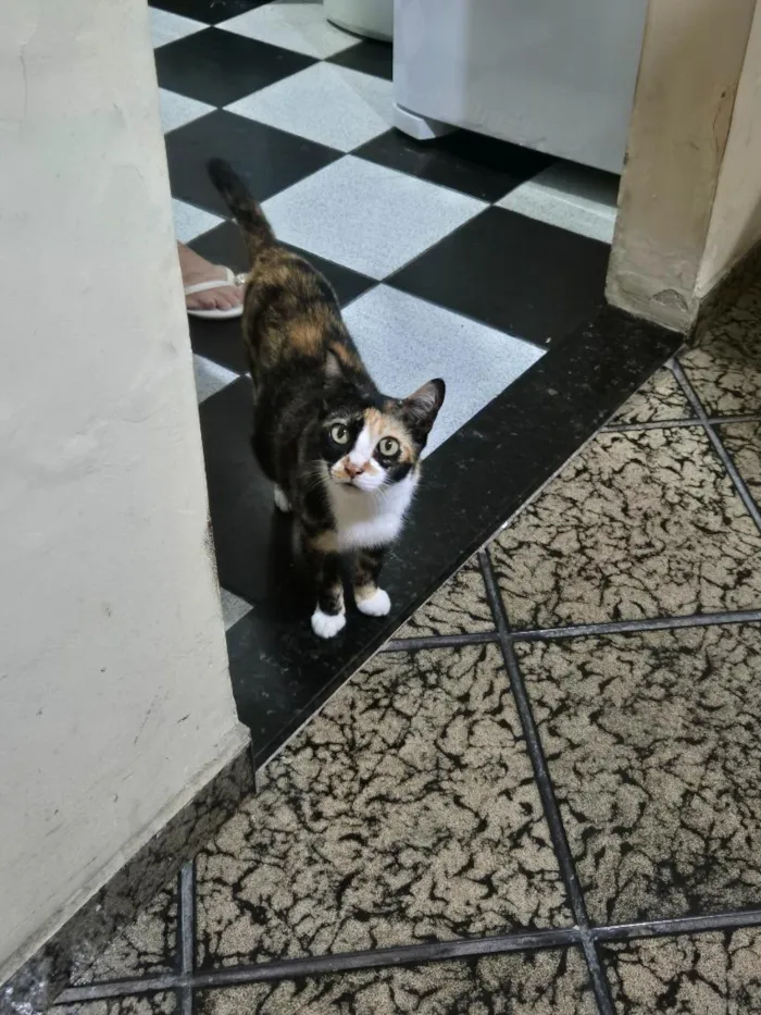 Gato raça SRD-ViraLata idade 3 anos nome LIVIA ALBUQUERQUE RODRIGUES