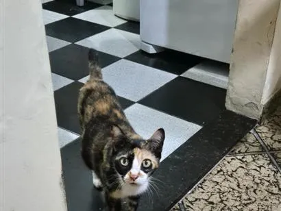 Gato raça SRD-ViraLata idade 3 anos nome LIVIA ALBUQUERQUE RODRIGUES
