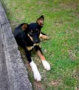 pitico
