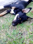 pitico