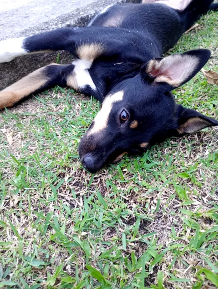 Cachorro raça SRD-ViraLata idade 2 a 6 meses nome pitico