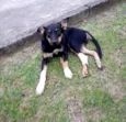 pitico