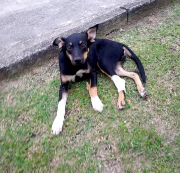 Cachorro raça SRD-ViraLata idade 2 a 6 meses nome pitico