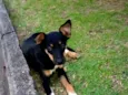 pitico