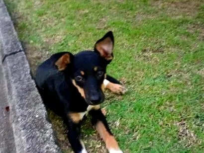 Cachorro raça SRD-ViraLata idade 2 a 6 meses nome pitico