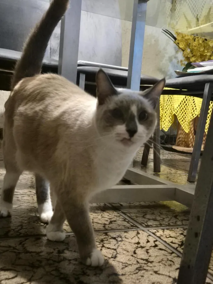 Gato raça SRD-ViraLata idade 3 anos nome LIVIA ALBUQUERQUE RODRIGUES