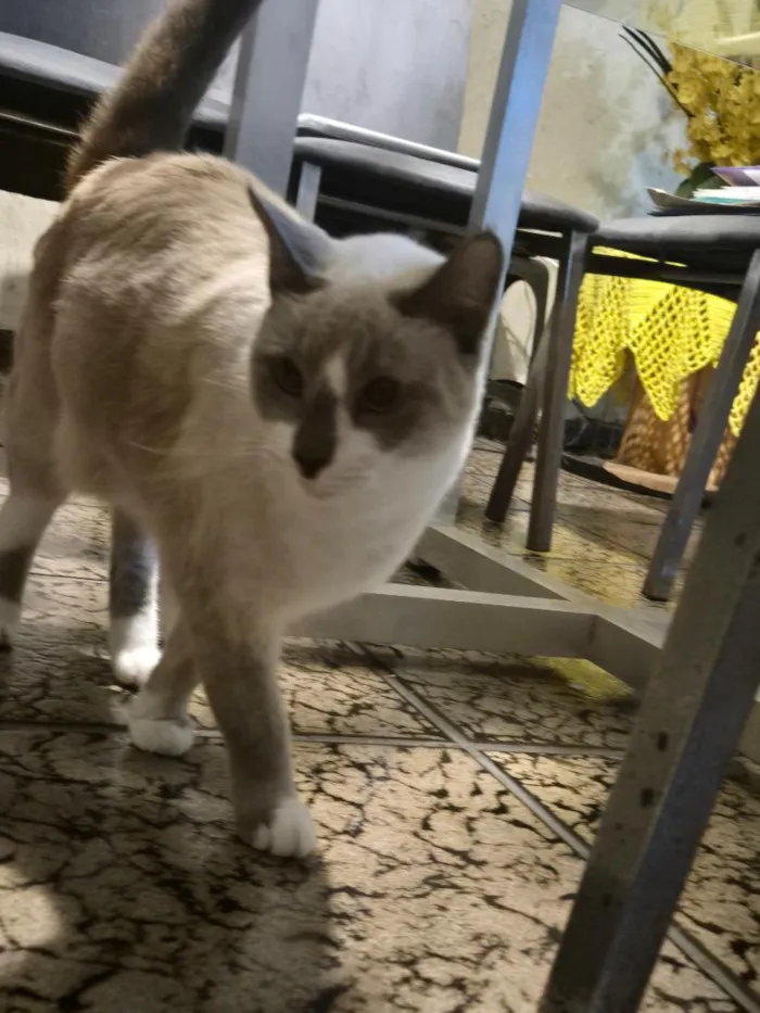 Gato raça SRD-ViraLata idade 3 anos nome LIVIA ALBUQUERQUE RODRIGUES