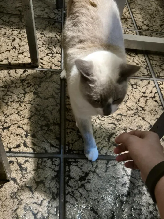 Gato raça SRD-ViraLata idade 3 anos nome LIVIA ALBUQUERQUE RODRIGUES