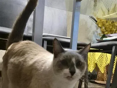 Gato raça SRD-ViraLata idade 3 anos nome LIVIA ALBUQUERQUE RODRIGUES