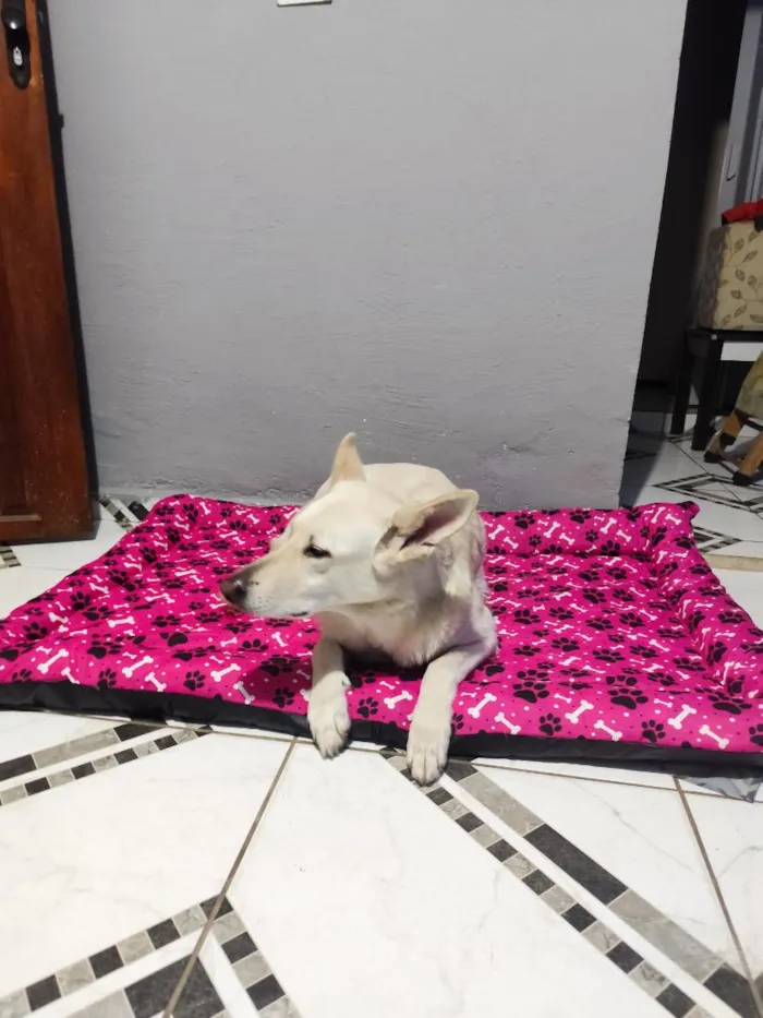 Cachorro raça Pastor Alemão idade 6 ou mais anos nome Nina