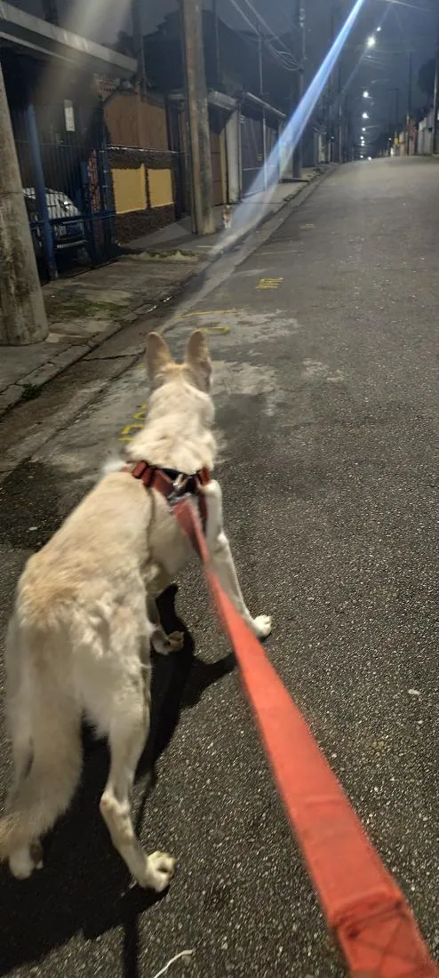 Cachorro raça Pastor Alemão idade 6 ou mais anos nome Nina